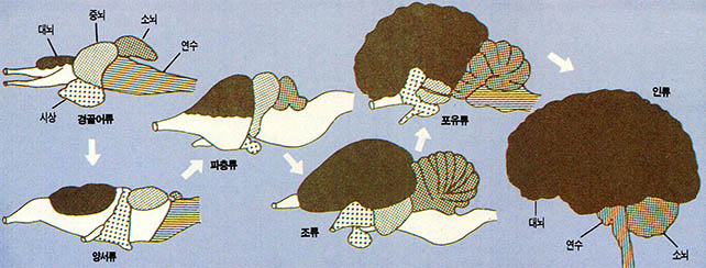 (그림1) 척추동물의 뇌의 진화^인류의 경우, 중뇌와 시상은 대뇌 안쪽에 감춰져 있다.
