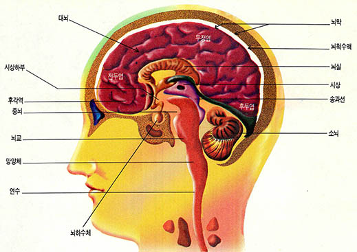 (그림2) 뇌의 구조