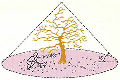 (그림8) 나무의 보호범위