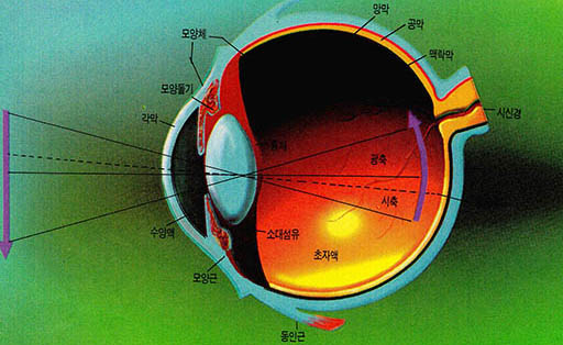 (그림2)눈의 구조