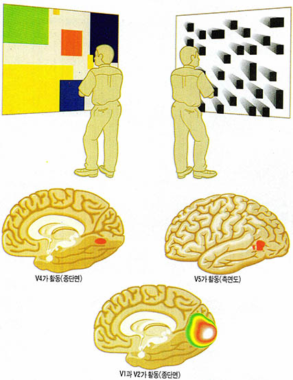 (그림2) 각기 다른 그림은 시각야의 다른 부위를 자극한다^밝은 색을 한 몬드리안 도형은 V4를 활발하게 움직이게 한다. 흑백으로 된 움직이는 이미지는 V5를 활동적으로 만든다. 두 이미지는 모두 V1과 V2의 활동을 일으키는데, 이 두 영역은 특화된 기능보다는 다른 영역에 신호를 보내는 역할을 한다.