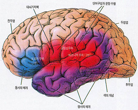 (그림1) 언어와 관련한 뇌의 각 부위들