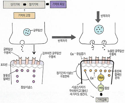 (그림1) 학습과 기억의 메커니즘