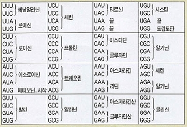 (표)유전암호표