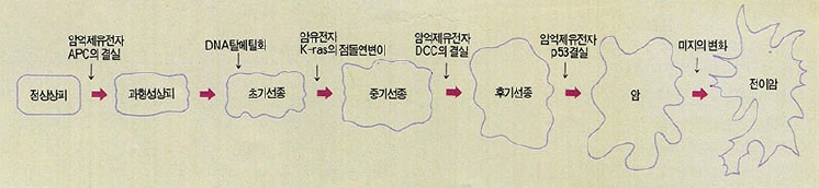 (그림 1) 대장균이 형성되는 과정에서의 유전자의 변화(보겔슈타인 모델)