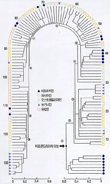 (그림 2) 윌슨 등이 미토콘드리아 DNA를 조사해 만든 계통도^바깥쪽 숫자는 조사대상자의 번호이고 원안의 숫자는 대표적 가지의 번호다.