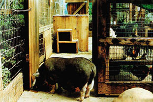 식량 자급자족을 위해 사육한 돼지와 닭