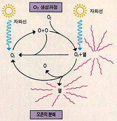(그림3) 프레온가스에 의한 영향이 없는 경우의 오존의 생성과 분해^오존의 생성은 산소원자의 농도에 영향을 받는다. 프레온가스가 자외선에 의해 분해되면 CI이 생기고 오존과 반응해 생성된 CIO가 산소원자를 제거하면 오존의 생성속도가 저하된다.
