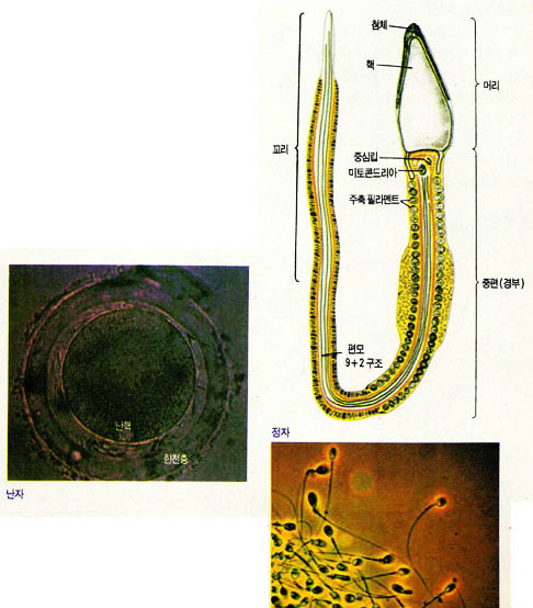(그림1) 정자와 난자 비교^난자는 지름 0.2mm로 인체세포중 가장 크다. 과립세포나 투명대로 둘러 싸여 있는 난자는 정자와 만나는 즉시 수정막을 형성, 다른 정자의 침입을 막는다. 정자의 길이는 약 0.02mm. 아버지의 DNA를 싣고 긴꼬리를 흔들며 헤엄쳐 난자로 가는 긴 여행을 한다.