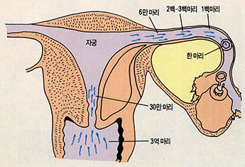 (그림2) 정자의 생존 경쟁 경주