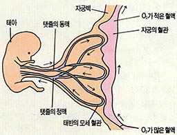 (그림3) 태아와 모체간의 물질 교환