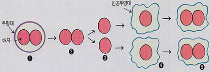 인간배자 복제과정