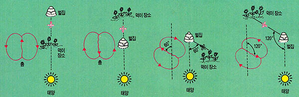 (그림5) 꿀벌의 츰과 먹이의 위치. 태양의 위치와의 관계