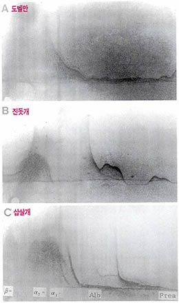 (사진1) 2차면역전기영동사진