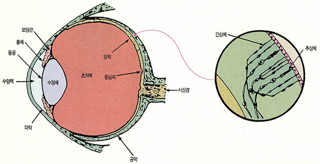 (그림2)눈의 구조