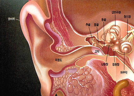 〈그림3〉 귀의 구조