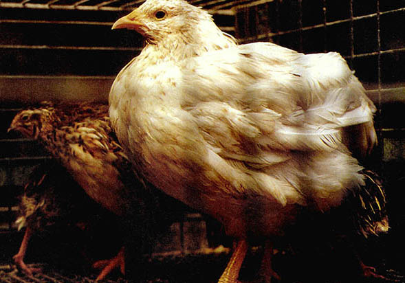 메추리알과 함께 사육되고 있는 메닭. 모양새는 메추리에 가깝고 깃털 등은 닭과 비슷하다.