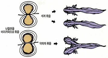 (그림3) 영원의 발생 실험