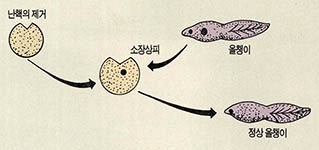 (그림5)거든의 실험