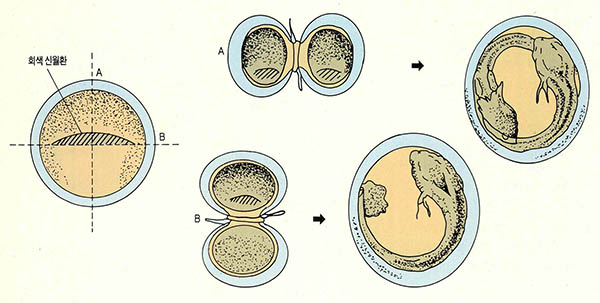 (그림6)도룡뇽의 알의 분리 실험