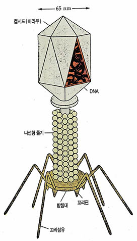 (그림1) T4파지 모형