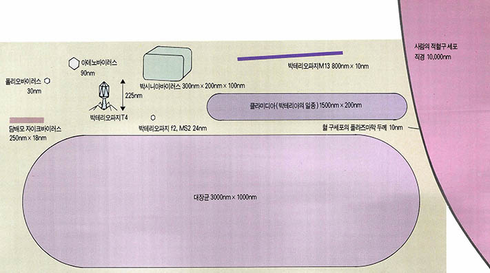 (그림2) 바이러스의 크기비교