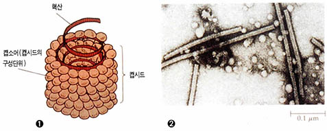 (그림3) 나선형 바이러스의 형태^① 담배모자이크바이러스의 모형 ② 담배모자이크바이러스의 전자현미경 사진