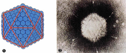 (그림4) 20면체 형태를 한 외피없는 바이러스^① 20면체의 모형 ② 아데노바이러스의 전자현미경 사진. 단백질막의 각 캡소머들이 눈에 보인다.