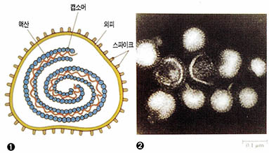 (그림5) 외피가 있는 나선형 바이러스의 형태^① 외피가 있는 나선형 바이러스의 모형 ② 인플루엔자 바이러스의 전자현미경 사진. 외부에서 뻗어나온 스파이크들이 눈에 보인다.