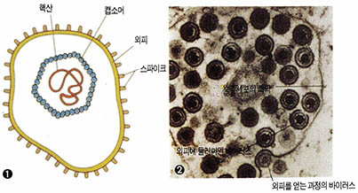 (그림6) 외피가 있는 다면체 바이러스의 형태^① 외피가 있는 다면체 바이러스의 모형 ② 단순헤르페스바이러스의 전자현미경 사진. 오른쪽 아래에 숙주의 핵막을 통해 발아하는 바이러스 단편이 외피를 얻고 있는 것이 보인다.