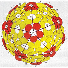 (그림7) 20면체 캡시드의 구조^12개의 정점에 다섯개의 잎을 갖는 펜톤들이 위치해 있다.