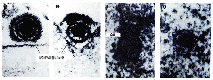 헤르페스바이러스가 동물세포에 들어가는 모습