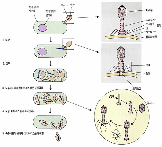 (그림1) T4박테리오 파지의 번식 사이클