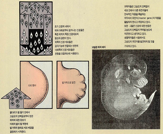 (그림2) 초기 배(胚)에 고슴도치유전자가 작용하는 메커니즘