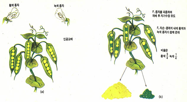 (그림1) 황색완두와 녹색완두의 교배