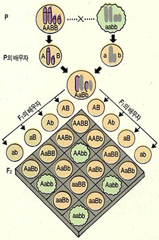 (그림2) 양성잡종의 유전