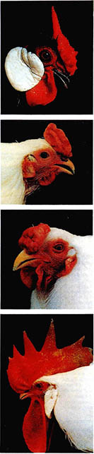닭 벼슬의 유전적 다형성. 이 처럼 여러 모양의 벼슬이 나타나는 것을 벼슬 발생에 관여하는 유전자의 다형성 때문이다. 이들 닭들의 상호관계는 한우와 외국소와의 관계와 같다.