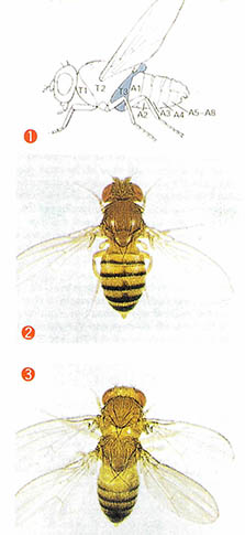 정상적인 초파리라면 한 쌍의 날개가 ①의 T3, 즉 두번째 가슴부위에서 생겨난다. ②는 정상의 초파리 모습이고 ③은 두쌍의 날개를 가진 비정상 초파리로 염색체 이상이 원인이다.