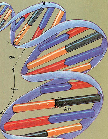 (그림1) DNA의 이중나선구조