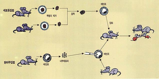 (그림5) 키메라(chimera) 동물의 작성