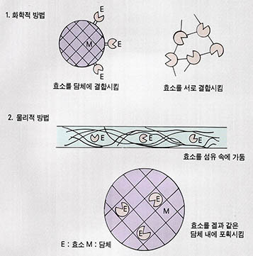 (그림1) 효소의 고정화 방법