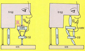 (그림1) 치아의 유무 머리위치와 안면근육에 미치는 영향^왼쪽은 정상상태, 오른쪽은 치아의 지지를 잃어 전체적 하악계 체계에 불균형을 야기하는 모습이다.