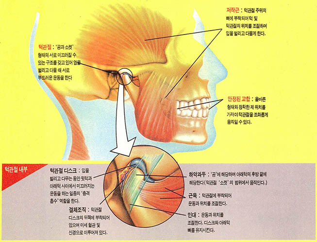 (그림2) 치아 맞물림에 관여하는 턱구조