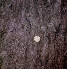 경남 함안의 백악기 지층에서 발견된 새 발자국 화석