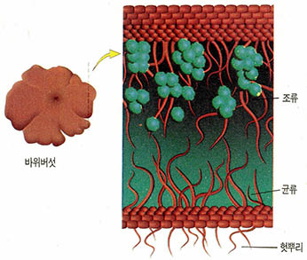 (그림2) 바위버섯의 단면^뒤얽힌 균사가 식물체를 형성하고 있고, 그 사이에 녹색의 단세포로 된 조류가 끼어 있는 모습