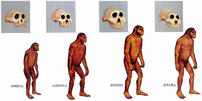 초기 인류의 두개골과 신체의 복원도
