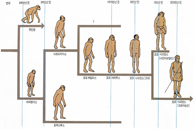 인류진화의 계통도