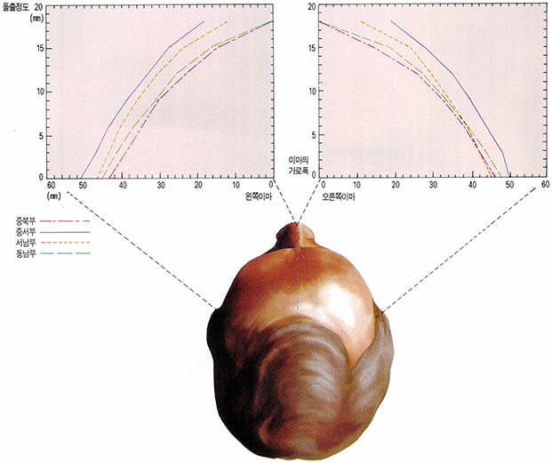(그림 3)지역별 축 이마 단면도^ 오른쪽 이마의 개인차는 크지 않으나 왼쪽 이마는 오른쪽에 비해 적고 개인차도 크다. 한국인의 4분의 3은 오른쪽 이마가 더 발달돼 있다. 이마 단면이 직선형인 형은 서남부 출신이 많다.