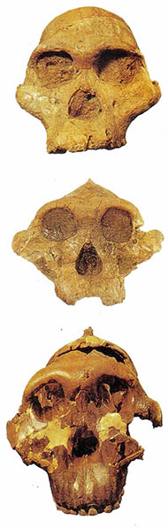 그동안 인류의 두뇌용적은 침팬지의 크기인 약 4배C.C.에서 오늘날의 크기, 즉 양 1천4백C.C.로 발달했다. 위 사진은 약 1백50만 전에 절멸한 오스트랄로피테쿠스(위로부터 아프리카누스 로부스투스 보이지아이)의 두개골이며 왼쪽 사진은 현대 인류와 동종인 크로마뇽이다.