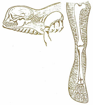 수중인간의 두개골은 둥그렇고 머리가 앞에 붙어 한층 유선형으로 될 것이다(왼쪽). 다리는 근육이 잘 발달한 물갈퀴가 될 것이다(오른쪽).